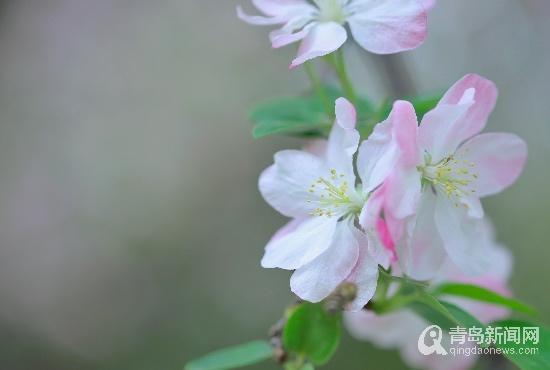 网红小鱼海棠最新爆料,揭秘娱乐圈幕后真相  第2张