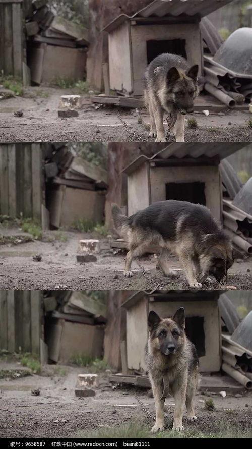 狼狗最新爆料视频大全集,揭秘幕后真相与精彩瞬间 第2张 狼狗最新爆料视频大全集,揭秘幕后真相与精彩瞬间 第2张