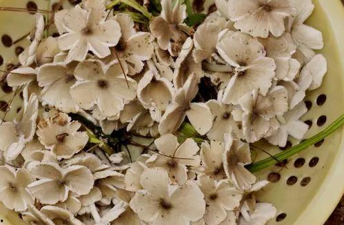 野生菌爆料视频大全最新,探寻大自然的神秘馈赠  第2张